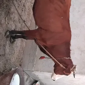 iki guzlan sygyr
