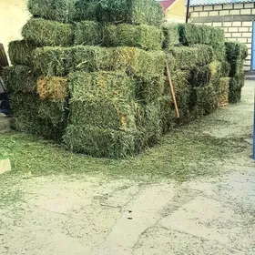 Yorunja