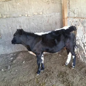 okuzçe