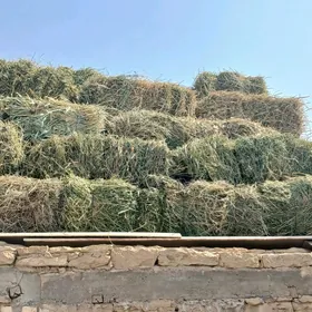 Ýorunja bede