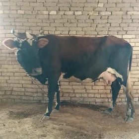 Golely sygyr