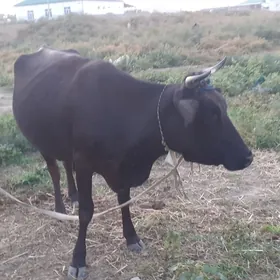 Goleli sygyr