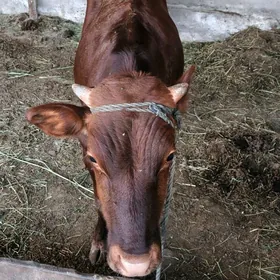 ökiz