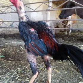 horaz