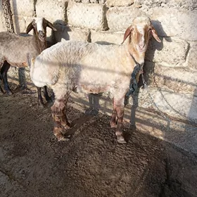 İşşek