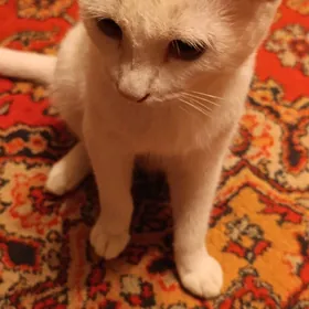 веслоухий кот 6 месяцев