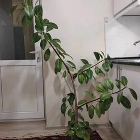 фикус