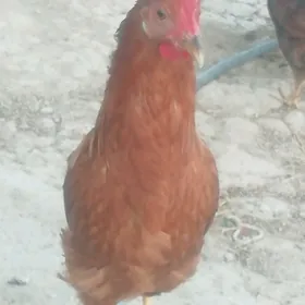 Jûyje horazlar