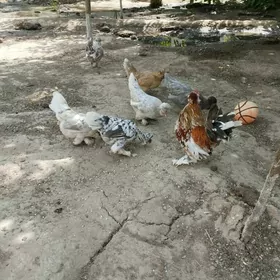 karlik