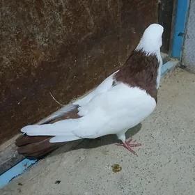 kepderi