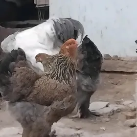 brama