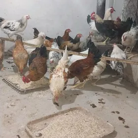YAŞ HOROZ   25SANY