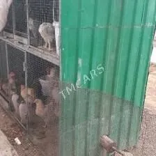 towik ketek