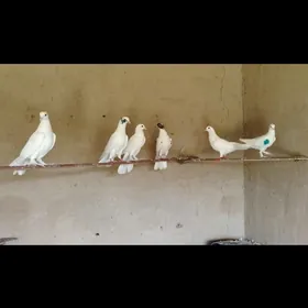 Kepderi