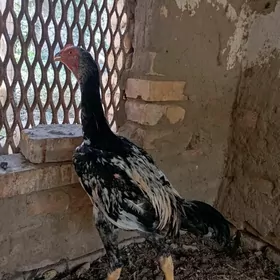 horaz