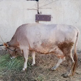 göleli sygyr