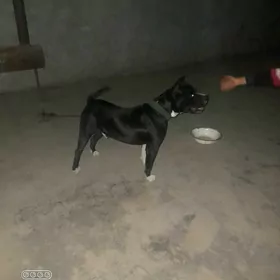 pidbul
