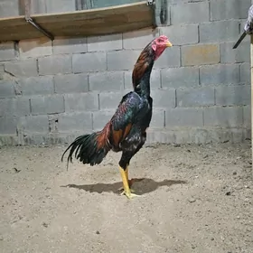 horoz