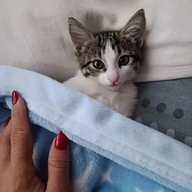 котята