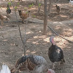 indýuk