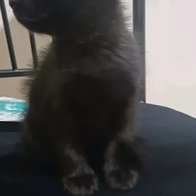 котенки