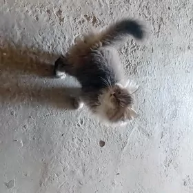 Pişik