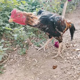 horaz