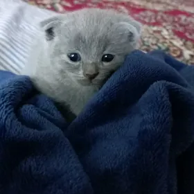 Котята шотландской породы
