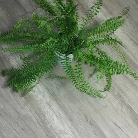 папортник сортовой