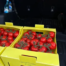 teplisa parnik pomidor