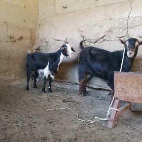 GURAT GECILER BAKYLAN