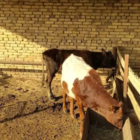 Göle, gulajyn, tohum mal