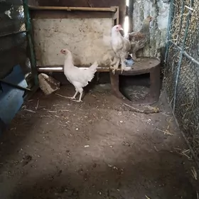 paroda juje 4 ay bolan