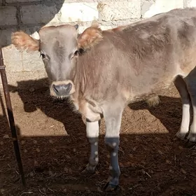 öküzçe