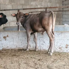 Şiwet öküzçe