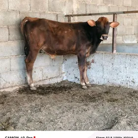Şiwet öküzçe