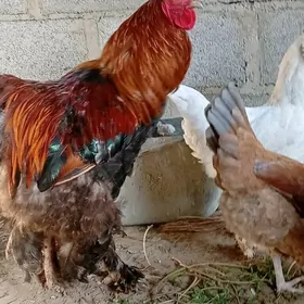 Brama horaz
