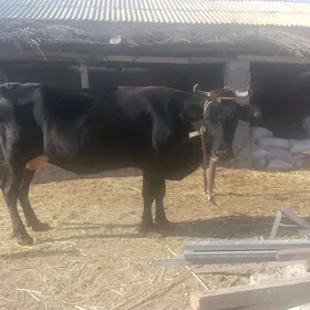 bogaz sygyr 8 aý gecen