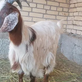 Geci