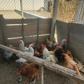 Brama