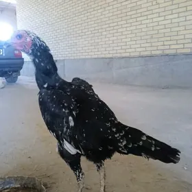 Baysow towuk
