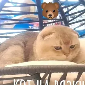 шотландец