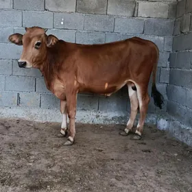 okuz ler