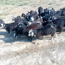 çebiş