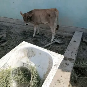 ökuzçe şvet şvet okuzçe