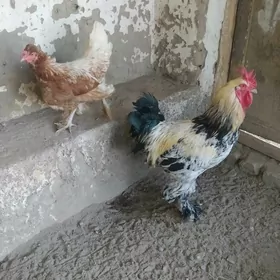 towuk  horaz