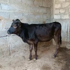 tuwe gibirit