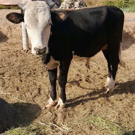 Öküz
