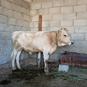 öküz