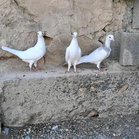 kepderi